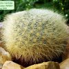 Sulcorebutia_mentosa_ ssp.swobodae _WK681 _01